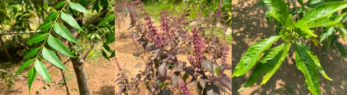 ニーム、トゥルシー、アダトダ