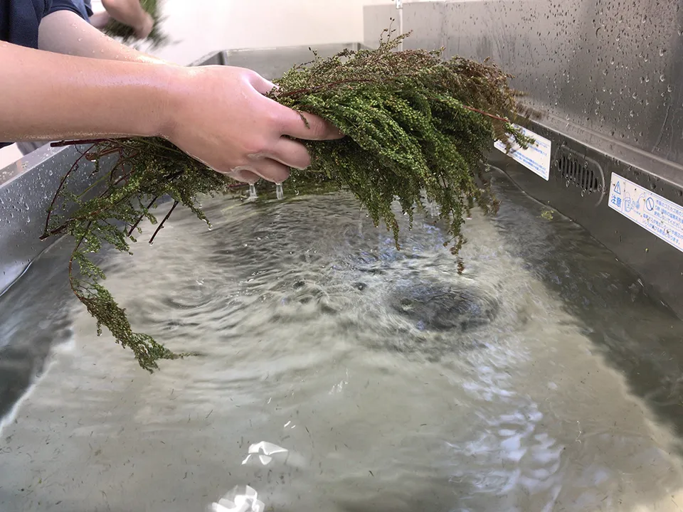 有機栽培で育てられた植物の洗浄