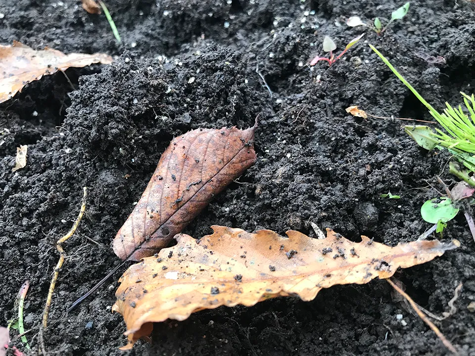 健やかな植物を育むための土づくり